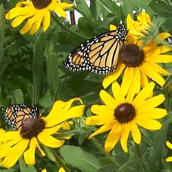 Black eyed Susan
